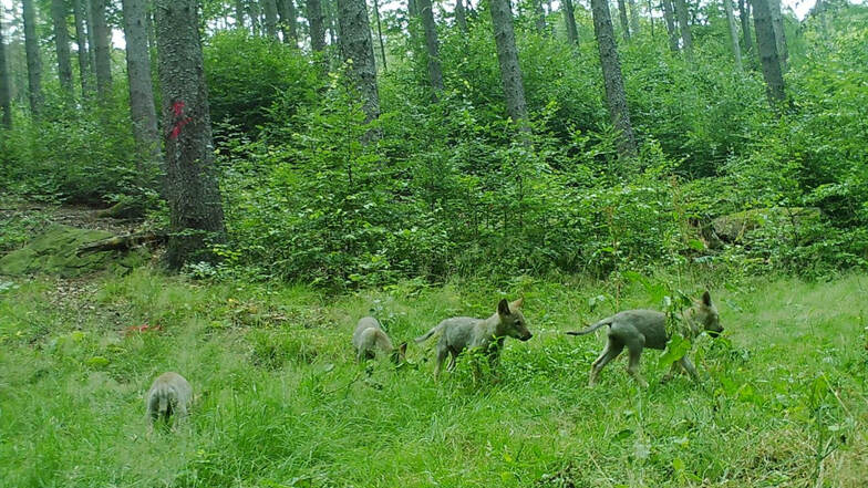 In Elstra gibt es ein Wolfsrudel. Dort wurden fünf Welpen geboren, vier zeigt das Fotofallenbild.