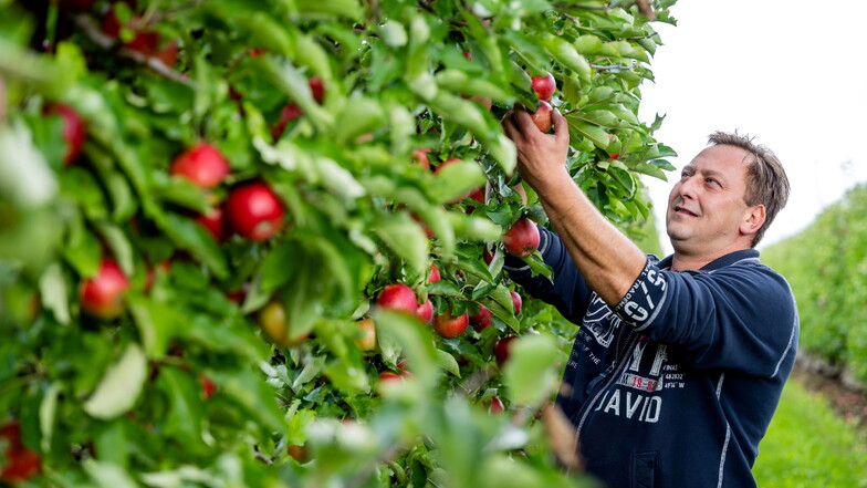 Obstanbau in fünfter Generation: Martin Wahode liebt seinen Beruf und geht nicht nur in der Pflücksaison täglich durch die Reihen seiner Apfelbäume im Demitz-Thumitzer Ortsteil Cannewitz.