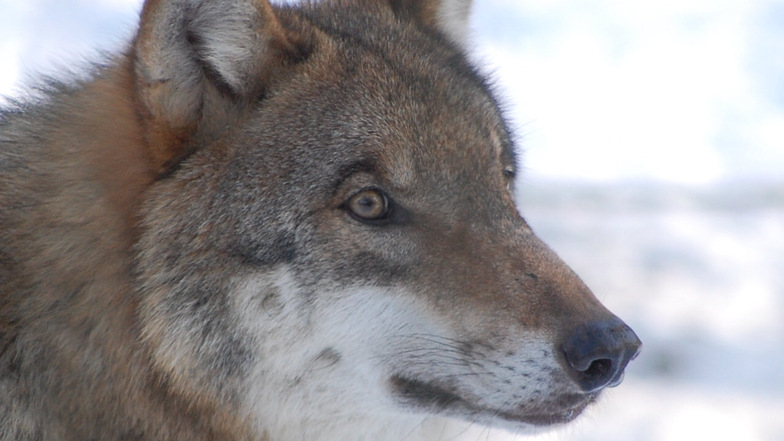 Dass ein Wolf im Elbetierpark Hebelei Tiere reißt, fürchtet Betreiber Sven Näther. Erst vor wenigen Wochen hatte ein Wolf im nahegelegenen Wölkisch ein Schaf gerissen.