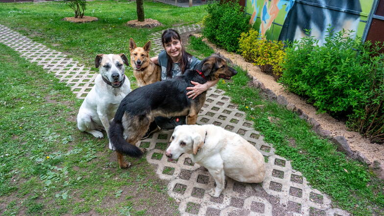 Vier Hunde aus der Ukraine abzugeben