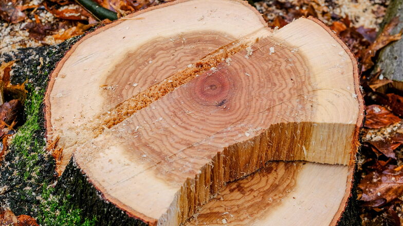 Das Holz der Roteiche ist auch wegen seiner Maserung als Wertholz für die Parkettherstellung gefragt.