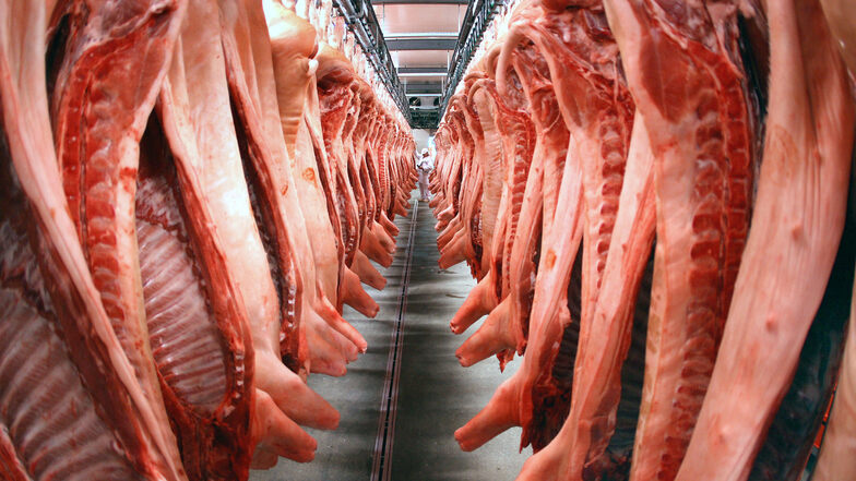 Schweinehälften hängen in einem Kühlraum eines Fleischverarbeitungsbetriebs.