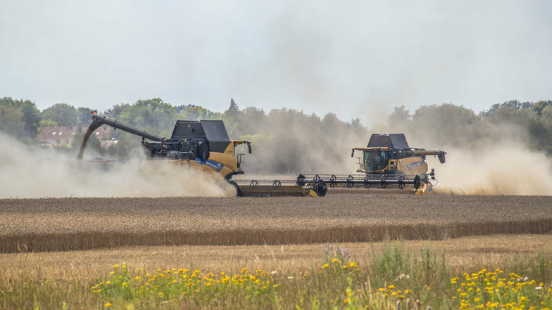 Die Getreideernte zwischen Rothenburg und Nieder Seifersdorf läuft derzeit auf Hochtouren. Die Erträge versprechen besser zu werden als noch vor einem Jahr.