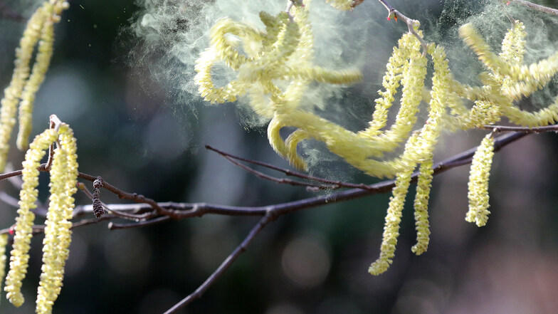 Die Pollen der Haselnuss flogen schon seit Dezember. Durch den milden Winter und fehlende Kälte haben Allergiker eine kürzere Ruhepause.