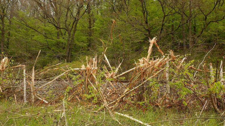 Nach Freischnittarbeiten an der Bahntrasse Roßwein-Nossen gibt es Kritik von den Gleisbergern. Einige der Bäume und Sträucher, die zurückgeblieben sind, sehen aus, als wäre ein Orkantief über sie hinweggezogen.