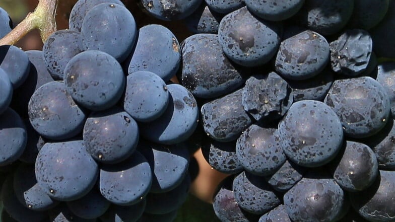 Bei Rewe verkauft: Firma ruft Weintrauben zurück