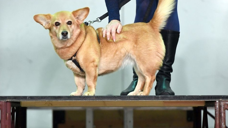 Für die Operettenproduktion Südseetulpen sucht das Theater einen typisch englischen Hund.