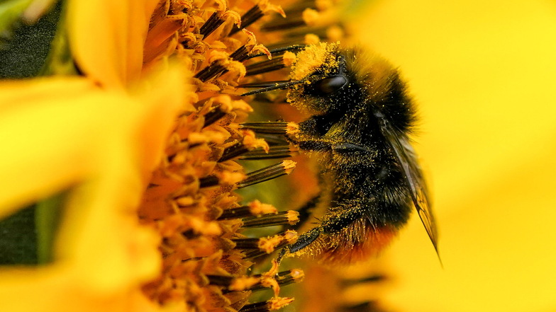 Ein Pelz aus Pollen. Diese Hummel ist wichtig, damit Wild- und Nutzpflanzen bestäubt werden. Sie zählt zu den Wildbienen. Ein neues Projekt zeigt, wie sie geschützt werden können.