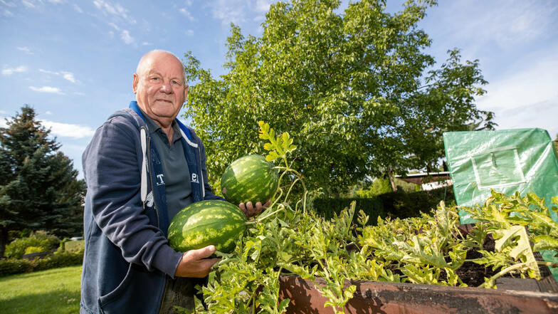Rainer Kilian aus Pirna-Copitz freut sich über die gute Melonen-Ernte in diesem Jahr.