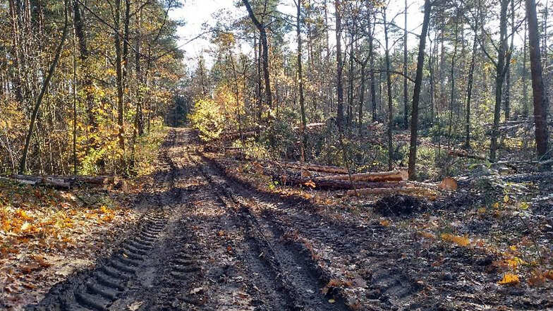 Durch Waldbewirtschaftung zerfahrene Wege im Hermannsdorfer Revier.