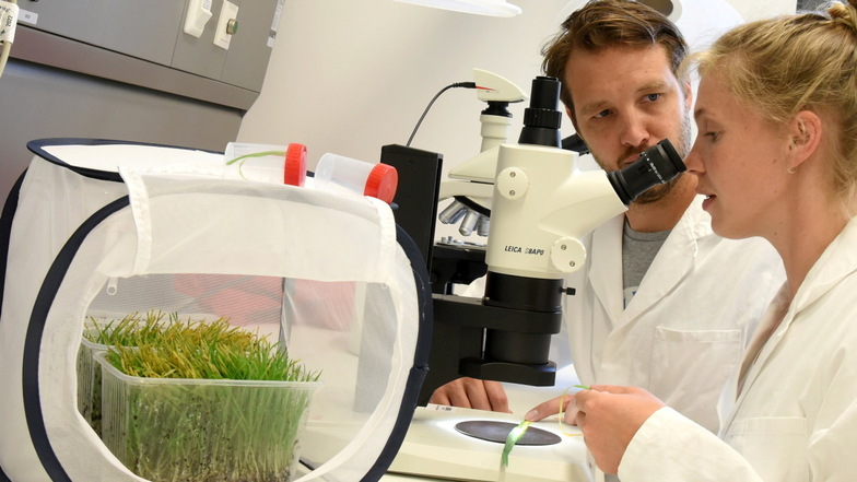 Studentin Marie Himmel untersucht mit dem Doktoranten Axel Touw Blätter mit Getreideblattläusen. Das Ganze ist Teil eines Experimentes: ob geschädigte Pflanzen ihre gesunden Nachbarspflanzen warnen können.