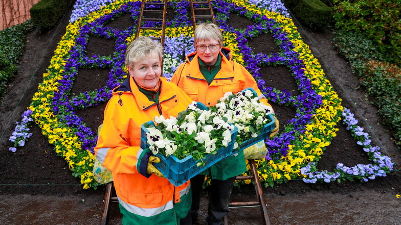 Beatrice Heinrich (vorn) und Sibylle Dankwart von der Städtischen Dienstleistungsgesellschaft haben die Blumenuhr frühlingsreif gemacht.