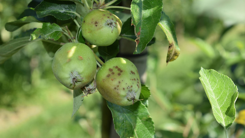 3. Apfelschorf, zu erkennen an braunen Flecken an Obst und Blatt.