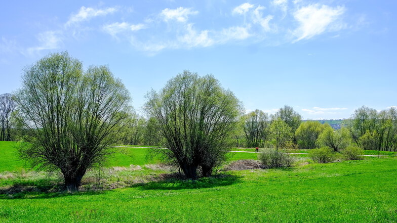Am Stand der Bäume ist der alte Verlauf des Lößnitzbaches neben der Panzerstraße in Richtung Elberadweg und Fluss noch gut zu erkennen. Dort soll das Gewässer in Zukunft wieder lang fließen.