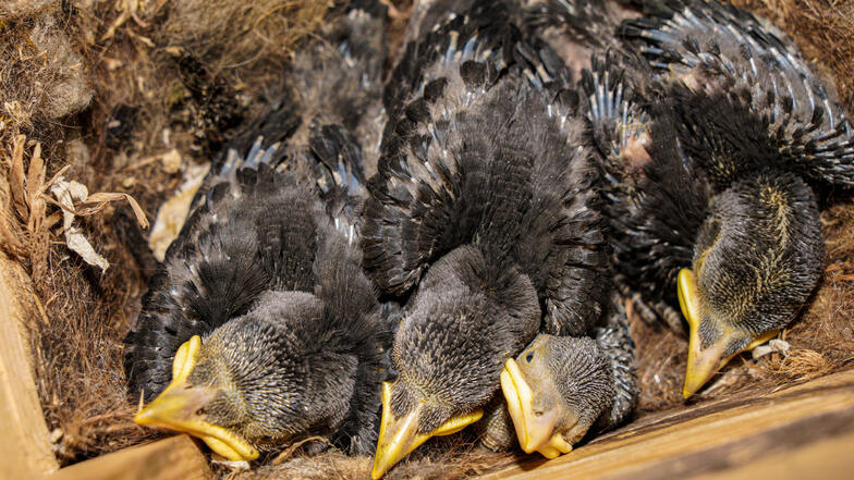 Seit vergangenem Jahr brüten auch Dohlen im Kirchturm. In diesem Jahr gibt es erstmals zwei Brutpaare. In jedem der beiden Nester gibt es vier Jungtiere.