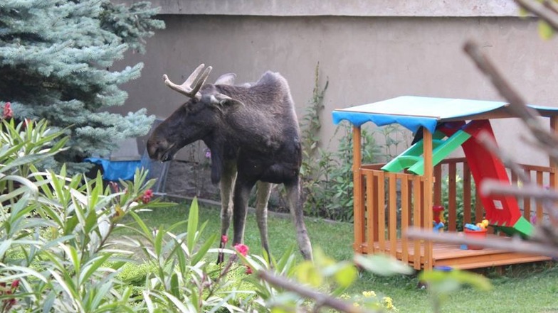 Am Freitag vergangener Woche war der junge Elch überraschend in einem Garten in Radebeul aufgetaucht, dann aber wieder verschwunden.