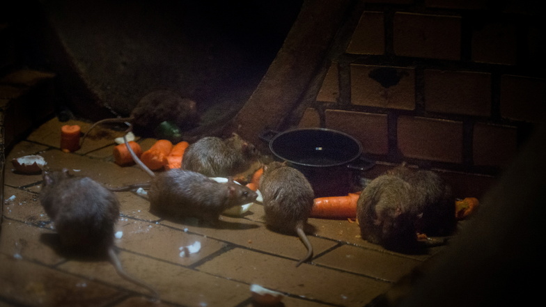 Ratten sind überall in der Kanalisation - auch in Großenhain. Es liegt an den Einwohnern, wie schlimm die Plage ist.
