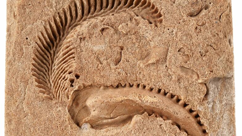 Die Kalkschalen der Hahnenkamm-Muschel Rastellum carinatum waren außen auffällig gezackt. Die Fossilien stammen aus Sandsteinbrüchen im Osterzgebirge.