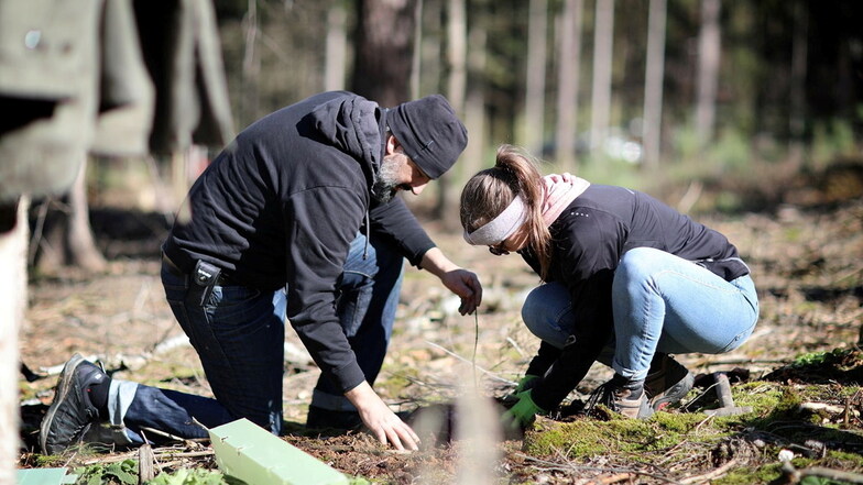 Dresdner Firma pflanzt 400 Bäume auf dem Keulenberg