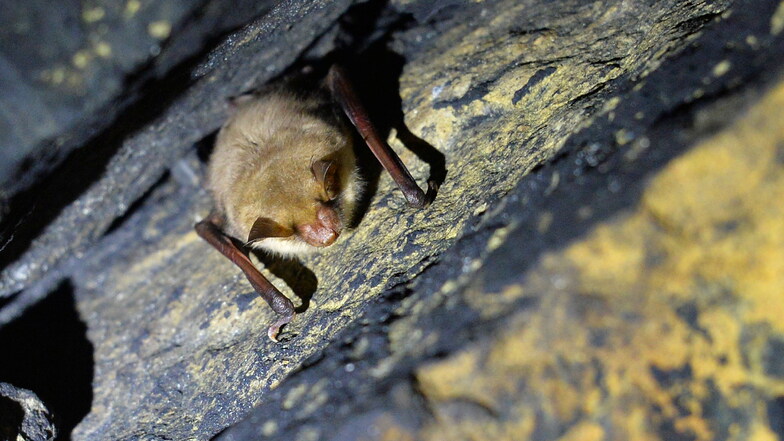 Südumfahrung Pirna: Fledermäuse im Tunnel