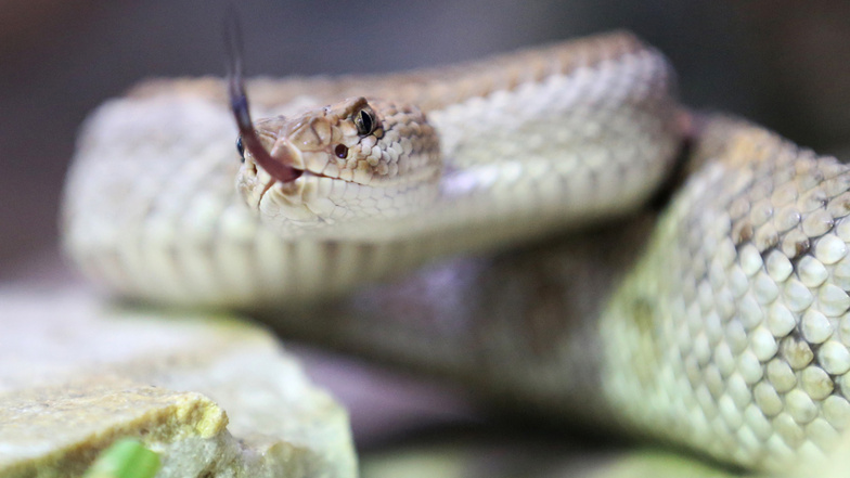 Queensland verzeichnet Rekord an Schlangenbissen