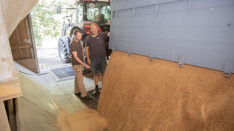 Körner-Welle: Bio-Landwirt Ronny Rebisch und Müllermeister Sebastian Unger laden das frische Korn ab.