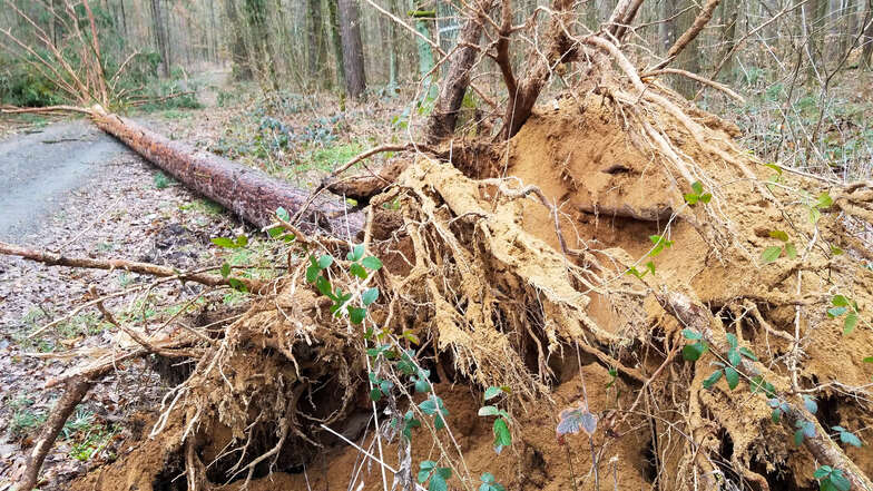 Auch in den  Wäldern fällte der Sturm Bäume, etwa im Tännicht bei Oberpoyritz.