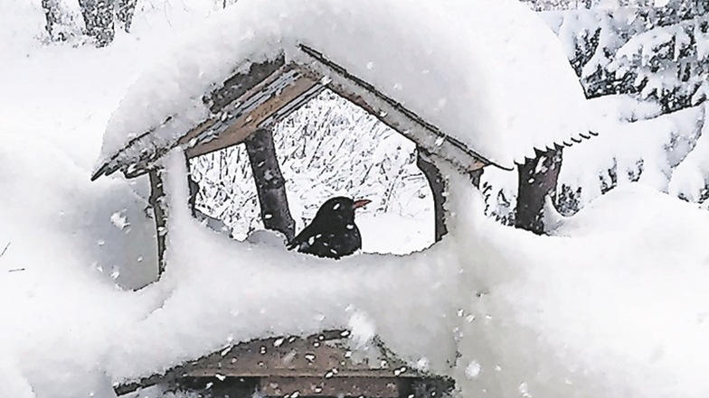 Mein Haus: Ivonne Schreiber macht es glücklich, die Amsel im Vogelhaus auf ihrem Balkon in Dippoldiswalde zu beobachten.