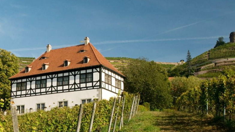 Das städtische Weingut Hoflößnitz baut Biowein an.