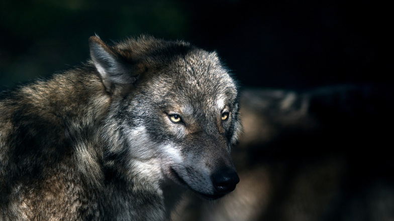 In Deutschland leben immer mehr Wölfe.