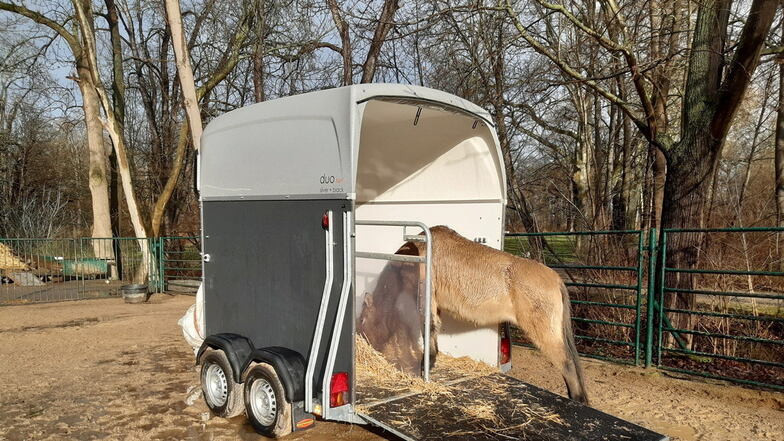 Fütterung im Pferdewagen: Die Stuten im Tierpark Riesa werden derzeit an das Gefährt gewöhnt, in dem sie nach Moritzburg reisen sollen.