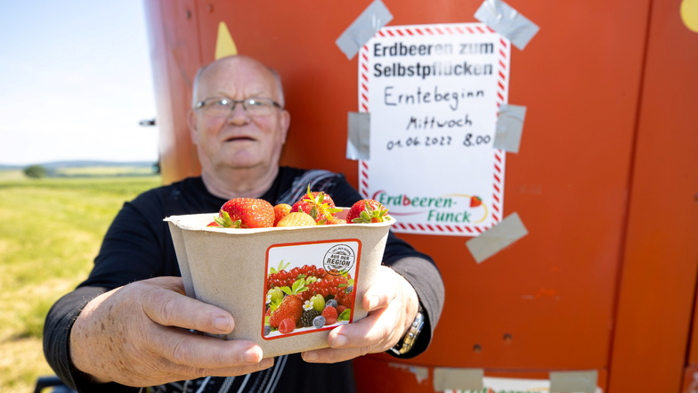 Das sind die ersten Krietzschwitzer Erdbeeren 2022: Ab 1. Juni können bei Gerd Arnold wieder alle selbst pflücken.
