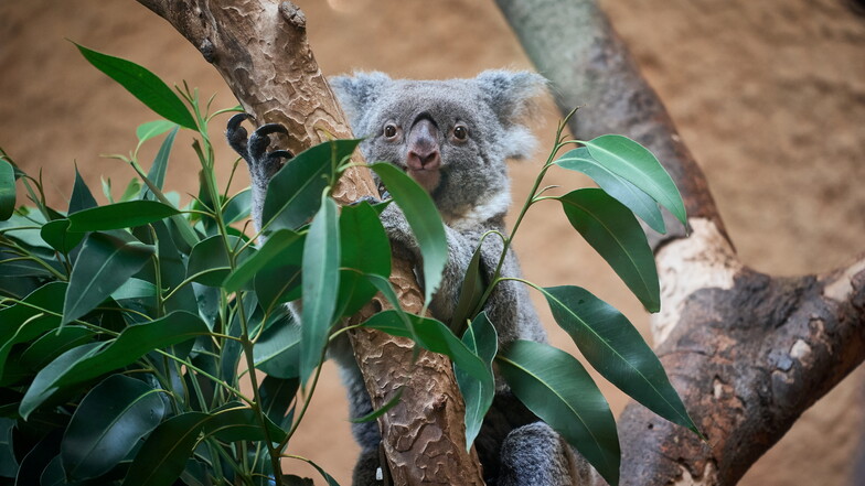 Die Zeit, in der sie nicht ruhen, nutzen Koalas vor allem zum Futtern. Sydney wechselt immer wieder die Äste, um an andere Sorten heranzukommen.