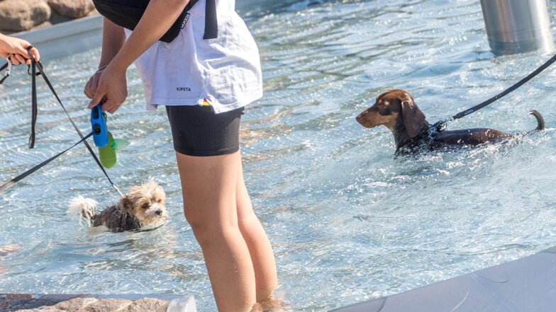 ... bis zum kleinen war im Freibad so gut wie alles vertreten.