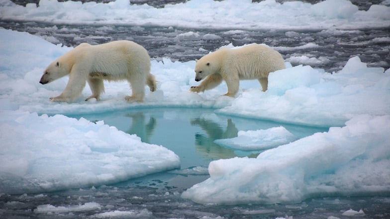 Eisbären gehen auf arktischem Meereis.