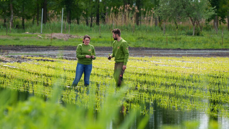 Geschäftsführerin Wiebke Fuchs (l) und Betriebsleiter Robert Jäkel von der Linumer Naturfisch GmbH stehen in einem frisch bepflanzten Test-Reisfeld.