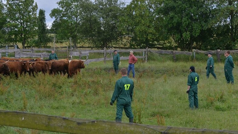 Rinder-Razzia auf den Weiden südlich von Grimma: Mitarbeiter einer Spezialfirma treiben Viehwegs Hochlandrinder zusammen.