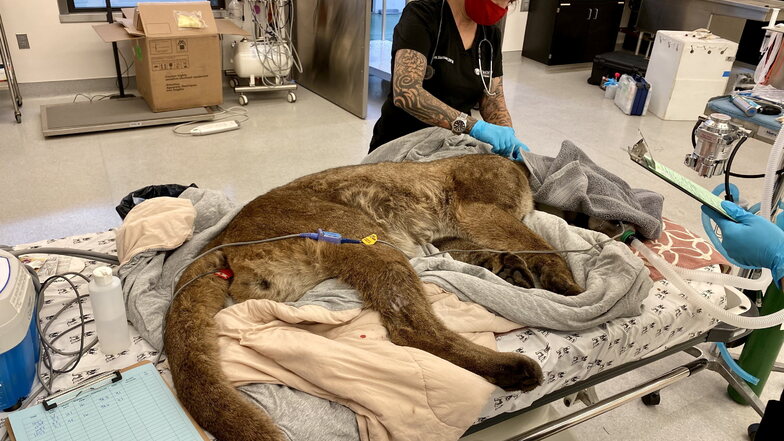Der Berglöwe wurde in der Tierklinik des Zoos von Oakland vorübergehend versorgt und gründlich untersucht, bevor er freigelassen wurde.