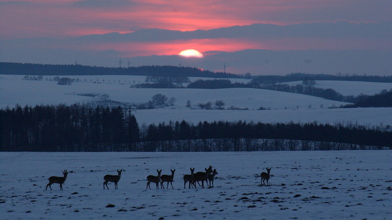 Die kälteste Nacht Sachsens maß der Deutsche Wetterdienst zwischen Dienstag und Mittwoch in Dippoldiswalde.