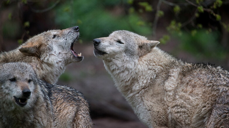 Immer wieder werden Wölfe in der Dresdner Heide gesehen.