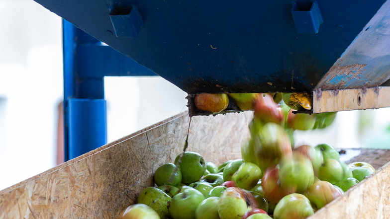 Über ein Band kommen die Äpfel in die Anlage, wo die Früchte gepresst werden und der Saft daraus in eine Wanne läuft.