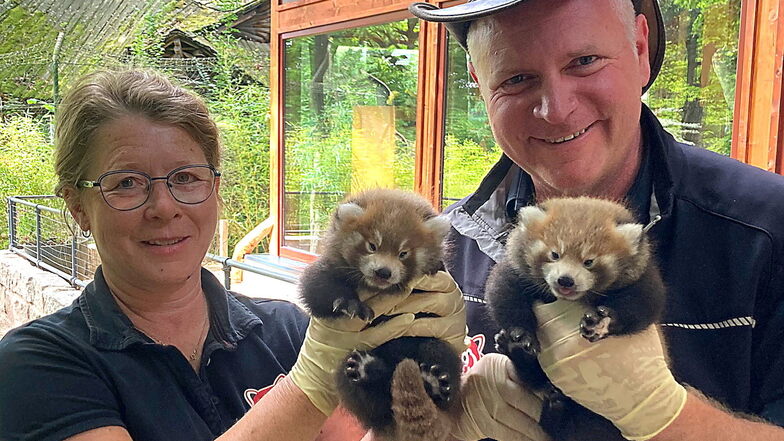 Zoo-Kuratorin Catrin Hammer und Tierparkdirektor Sven Hammer zeigen den Nachwuchs, zwei Pandajungen.