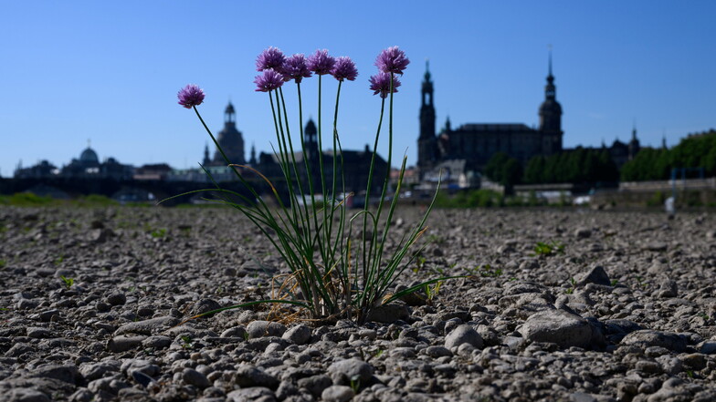 Wird Dresden in 13 Jahren klimaneutral?