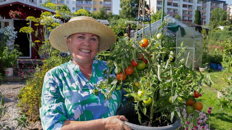 Tomatenqueen Swetlana Hüttner hat in ihrem Garten in Hohenstein-Ernstthal Dutzende Tomatensorten. Die ganz frühen kann sie jetzt pflücken.