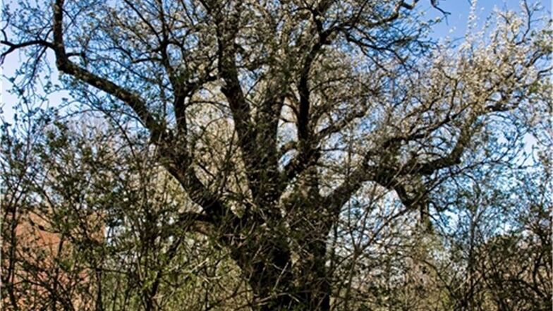 Eine Rarität unter den Elstraer Bäumen ist dieses prächtige Exemplar einer Wildbirne im Ortsteil Rauschwitz.