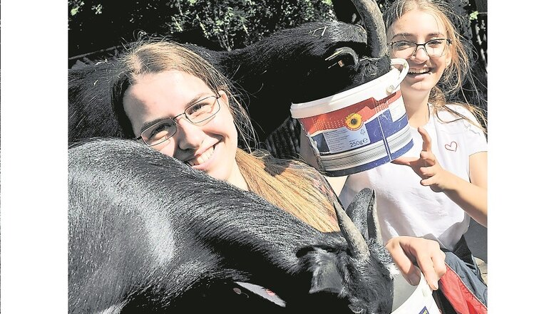 Nicht überall geht es so lustig zu wie bei den Ziegen. Pia Schmidt (li.) und Alida Olluri absolvieren ein Freiwilliges Ökologisches Jahr im Tierpark Weißwasser. Dieser hat wegen der Corona-Allgemeinverfügung seit Anfang November geschlossen.