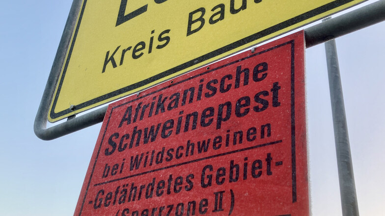 Die ASP-Gefahr ist im Norden des Kreises Bautzen weiterhin akut, im Süden hat sich die Situation beruhigt.