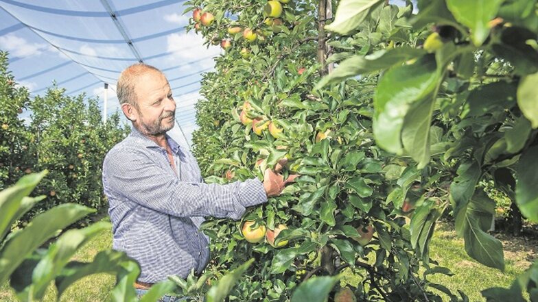 Steffen Menzel vom Obstbau Menzel in Stolpen steht auf seiner Apfelplantage mit Äpfeln der niederländischen Sorte Elstar. Diese Sorte reift an etwa 9.000 Bäumen. Auf der gesamten Plantage sind 16 Apfelsorten, die auf rund 17.000 Bäumen reifen, zu finden.