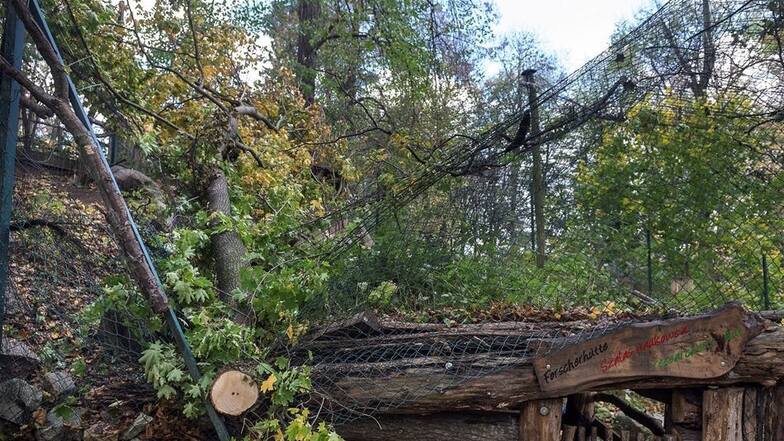 Auch im Görlitzer Naturschutz-Tierpark ließ der Sturm Bäume umknicken.