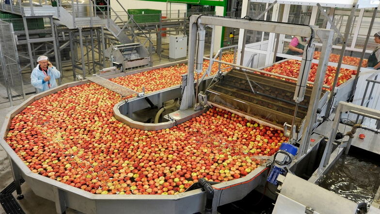 Die Obstland AG Dürrweitzschen hofft nach den Verlusten des Vorjahres auf eine gute Apfelernte in diesem Jahr.